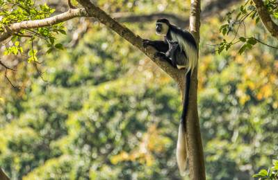 Parcul Național Bwindi, Uganda