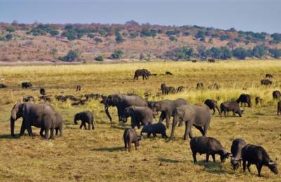 Parcul Național Chobe, Botswana