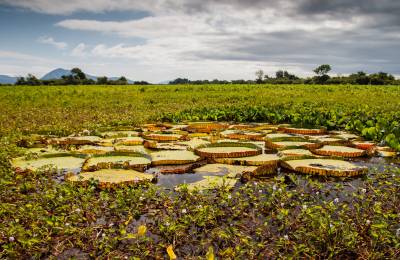 Pantanal, Brazilia