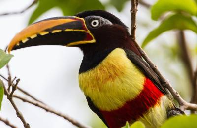 Pantanal, Brazilia