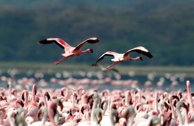 Parcul Național al Lacului Manyara, Tanzania