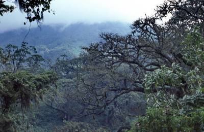 Parcul Național al Vulcanilor, Rwanda