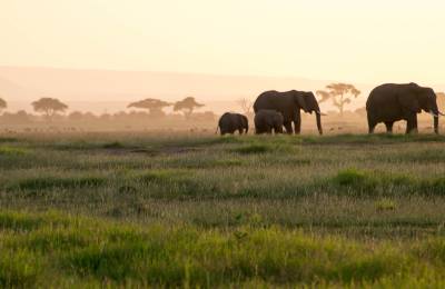 Parcul Național Amboseli, Kenya