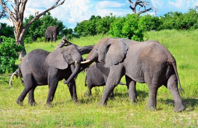 Parcul National Chobe, Botswana