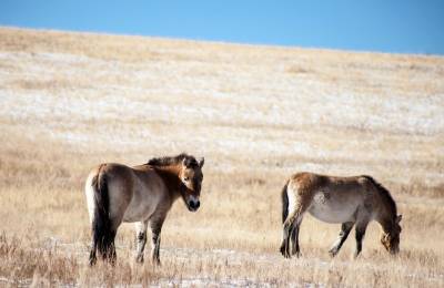Parcul Național Hustai, Mongolia