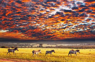 Parcul Național Serengeti, Tanzania