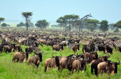 Parcul Național Serengeti, Tanzania