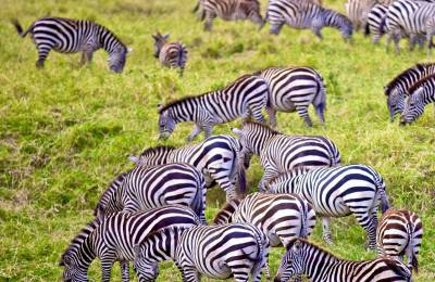 Parcul Național Serengeti, Tanzania
