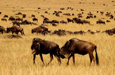 Rezervația Naturală Masai Mara, Kenya