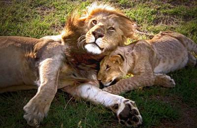 Rezervația Naturală Masai Mara, Kenya