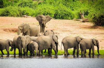 Parcul Național Chobe, Botswana