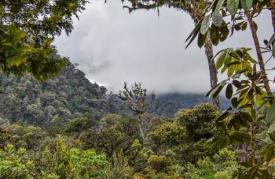 Pădure tropicală, Papua Noua Guinee