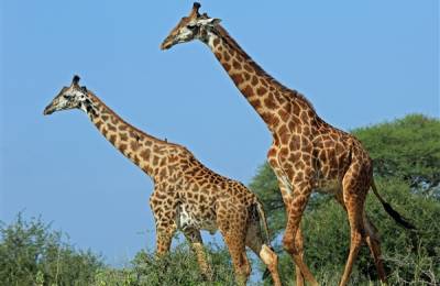 Parcul Național Tarangire, Tanzania
