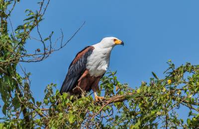 Parcul Național al Reginei Elisabeta, Uganda