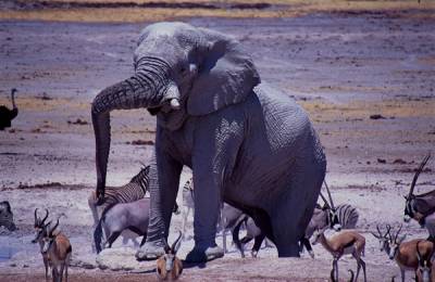 Parcul Național Etosha, Namibia