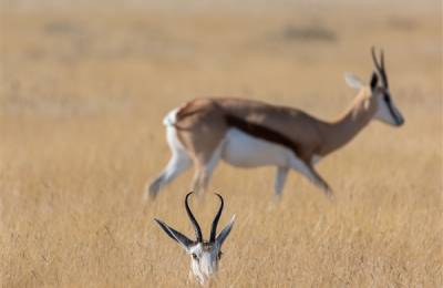 Parcul Național Etosha, Namibia