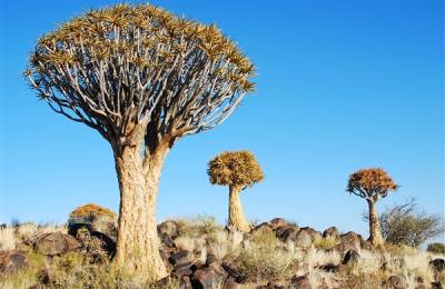 Deșertul Kalahari, Botswana