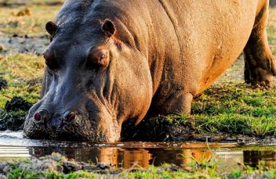 Parcul Național Chobe, Botswana