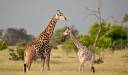 Girafe, Delta Okavango