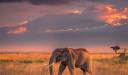 Elefant, Parcul Național Amboseli - Kenya