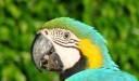 Papagalul Macaw. Insulele  Pearl