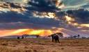 Parcul Naţional Serengeti