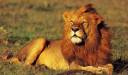 Leu prin Parcul Naţional Serengeti