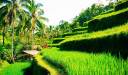 Jatiluwih, Indonezia