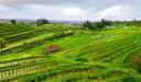 Jatiluwih, Indonezia