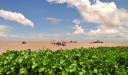 Lacul Tonle Sap, Cambodgia