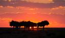 Parcul Național Liuwa Plains, Zambia