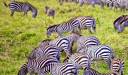 Parcul Național Serengeti, Tanzania