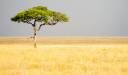 Parcul Național Serengeti, Tanzania