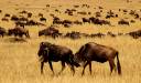 Rezervația Naturală Masai Mara, Kenya