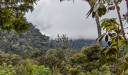 Pădure tropicală, Papua Noua Guinee